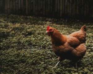 Ţara noastră, lider european în sectorul avicol cu peste 200 de milioane de pui exportaţi în 2024